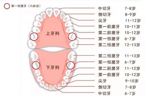 人有多少牙|人一般有多少颗牙齿？